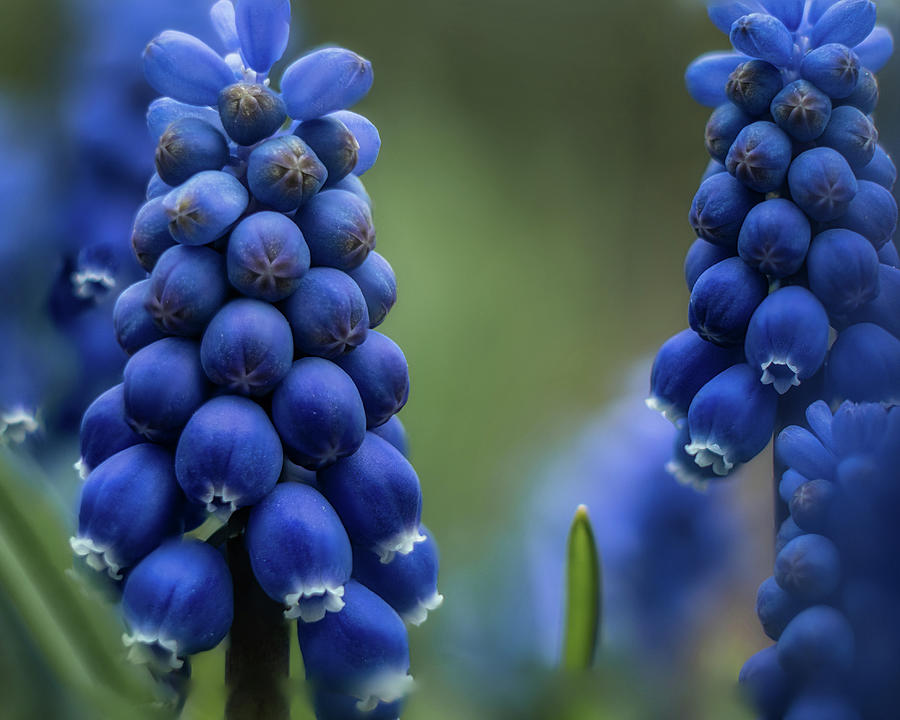 Grape Hyacinth Photograph by Dan Eskelson