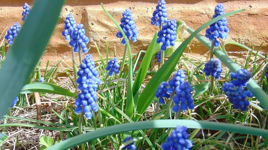 Spring Photograph - Grape Hyacinth Flowers by Charlotte Gray