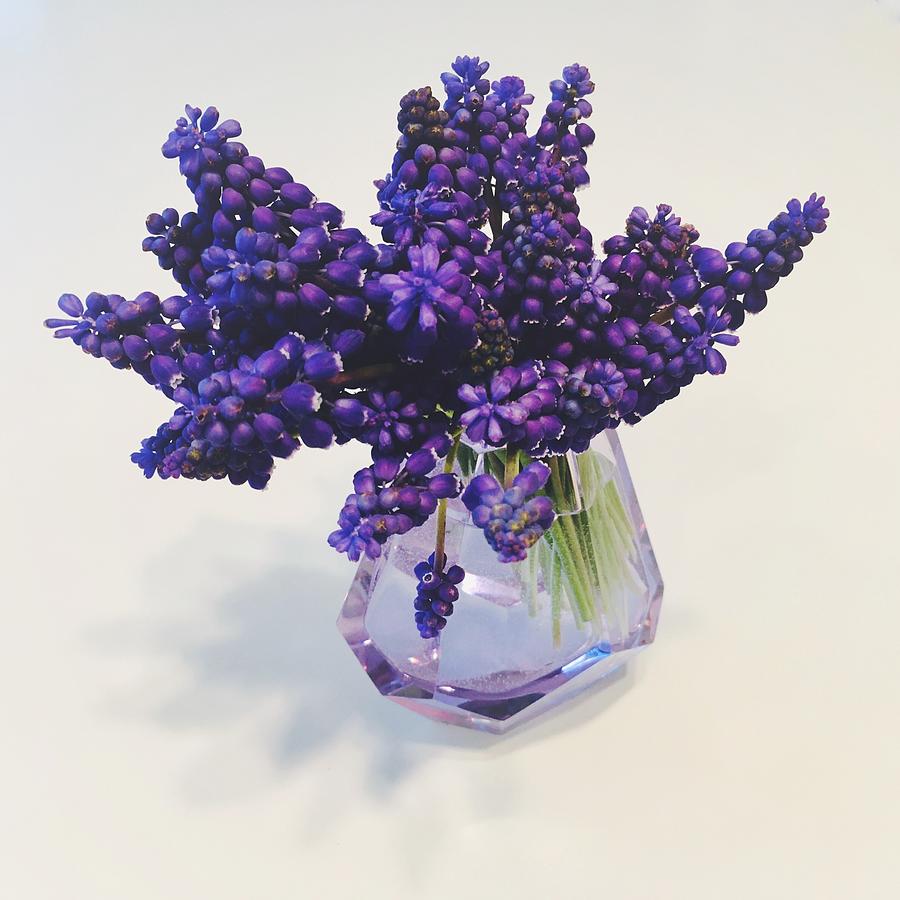 Grape Hyacinth Flowers Photograph by Joseph Skompski