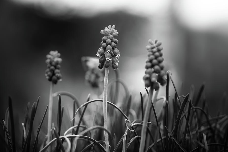 Grape Hyacinth In Black and White Photograph by Greg Mimbs