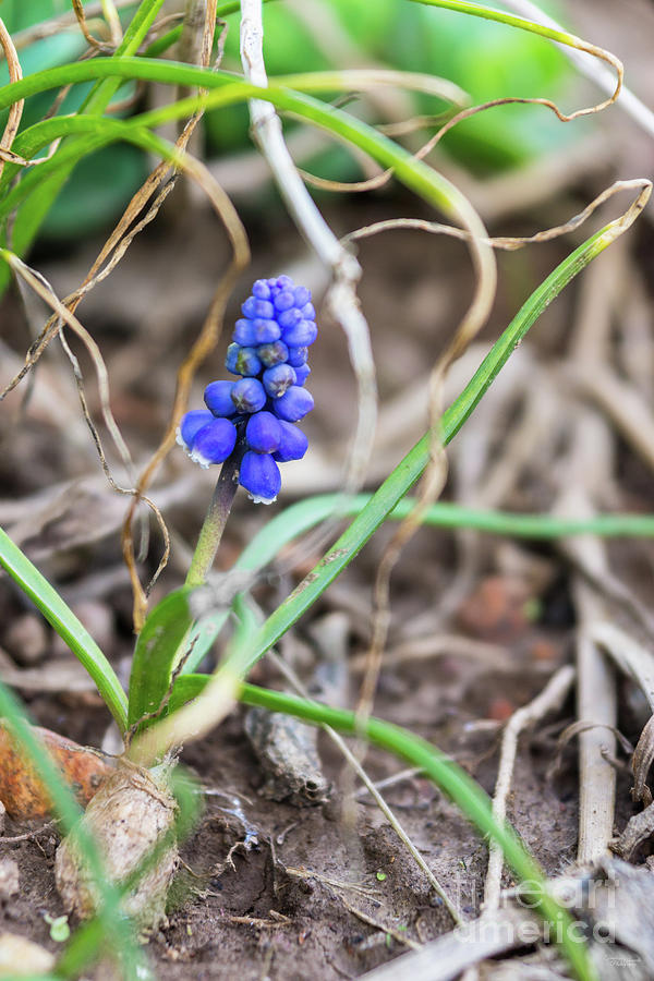 Grape Hyacinth Photograph by Jennifer White
