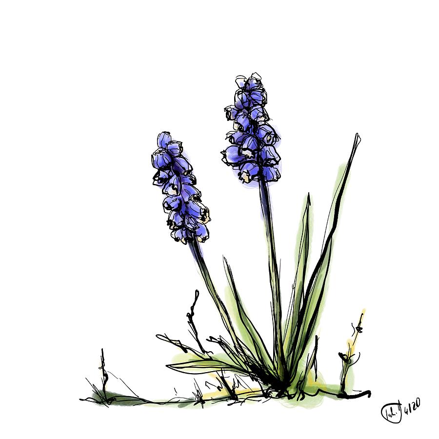 Grape Hyacinth Digital Art by Mandy Tabatt