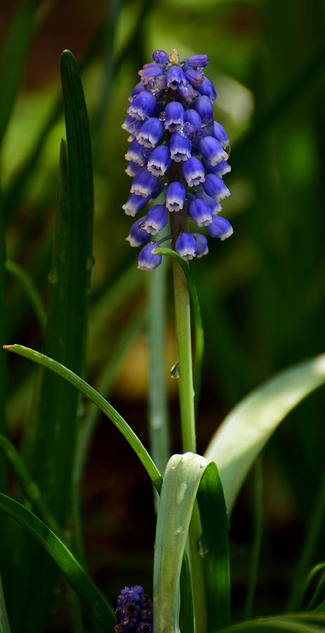 Flowers Still Life Photograph -  Grape hyacinth or Muscari by Elena ZapasskyBaal