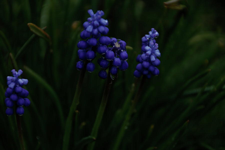 Grape Hyacinth Perennial Garden plant Photograph by Valerie Collins