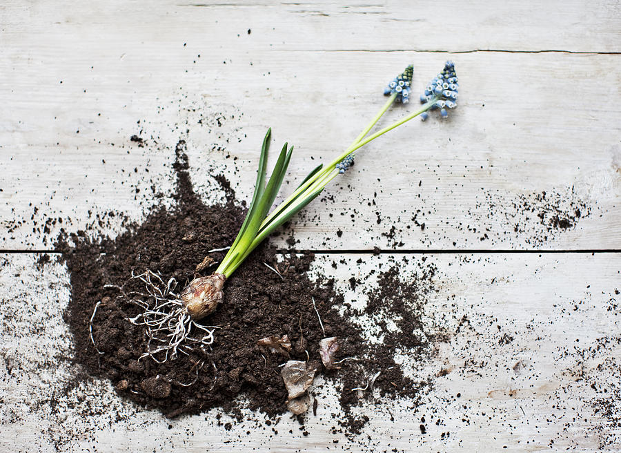 Grape hyacinth plant laying on dirt pile with roots exposed Photograph by Tom Merton