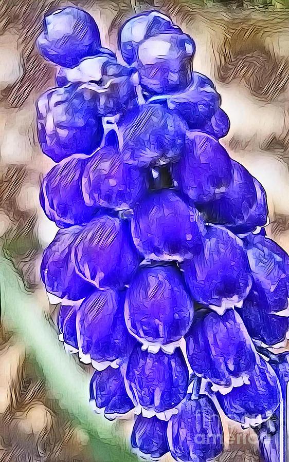 Grape Hyacinth  Digital Art by Rachel Hannah