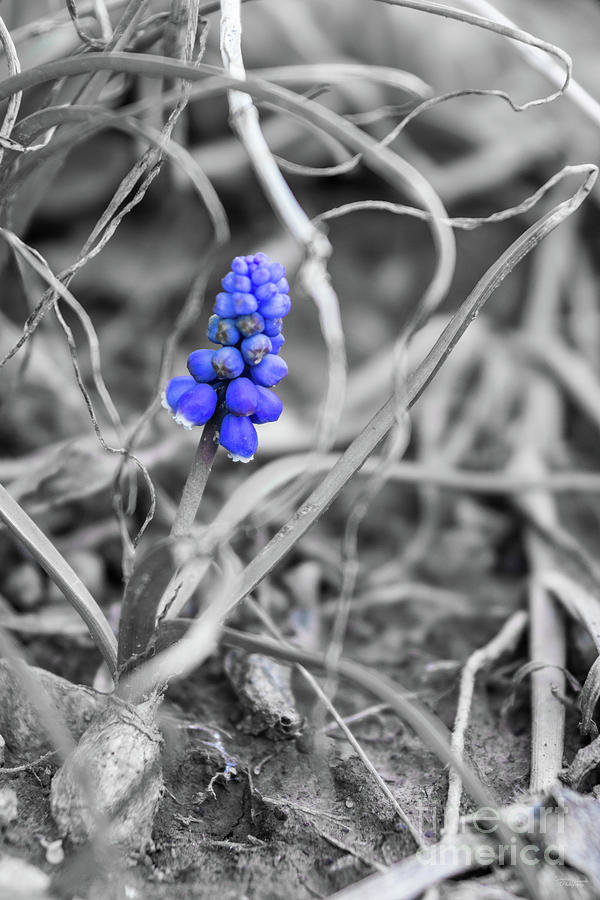 Grape Hyacinth Selective Color Photograph by Jennifer White