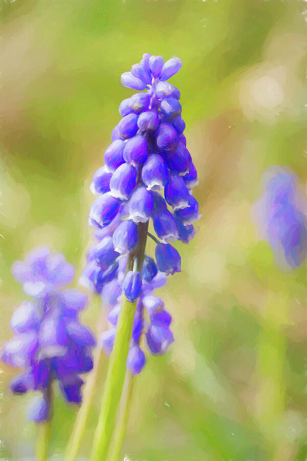 Grape Hyacinth Photograph by Tanya C Smith