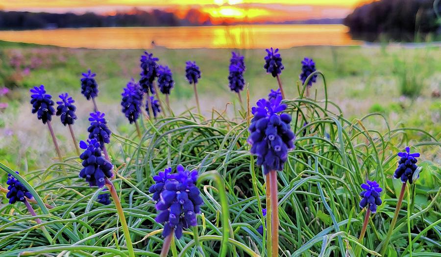 Grape Hyacinths at Sunset  Mixed Media by Ally White