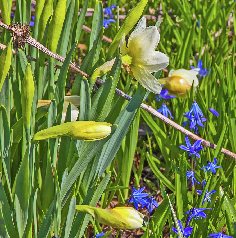 Grape hyacinths daffodils whites yellow blues greens dry stem brown 2 3252020 6427 Photograph by David Frederick