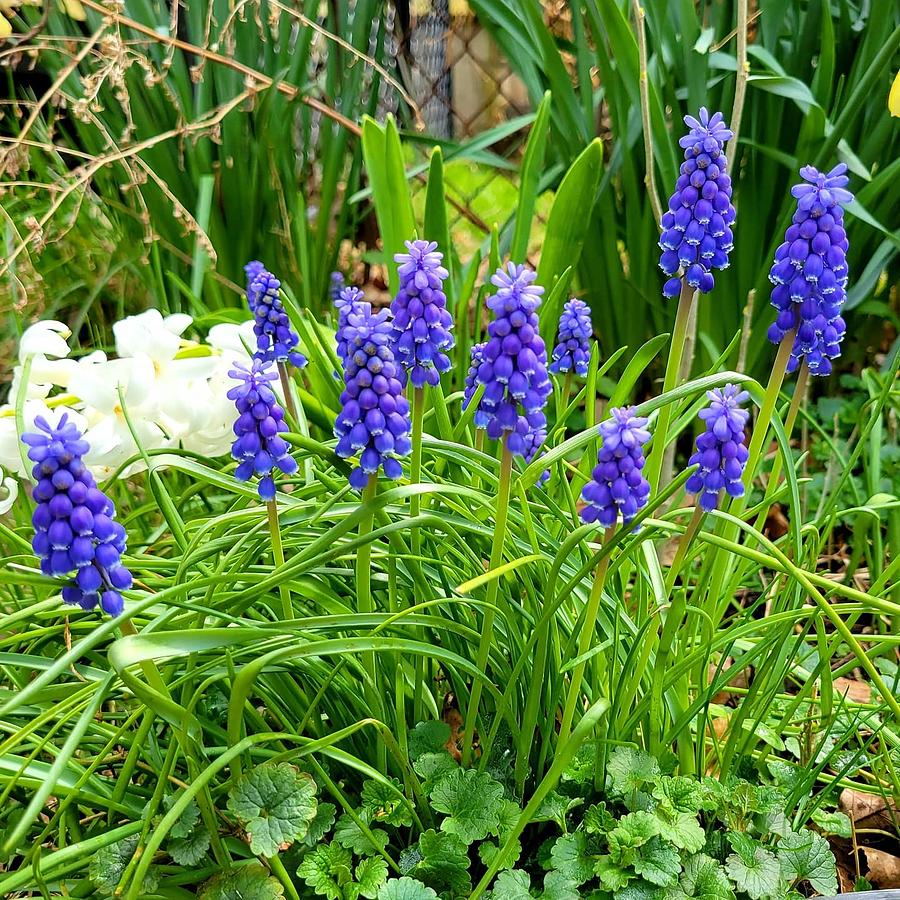 Grape Hyacinths Photograph by Elaine Sieredzinski - Fine Art America