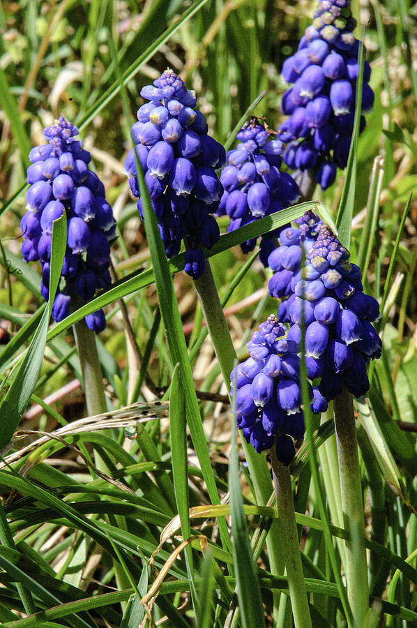 Grape Hyacynth Photograph by Thierry Lach Grape Hyacynth Photograph by Thierry Lach
