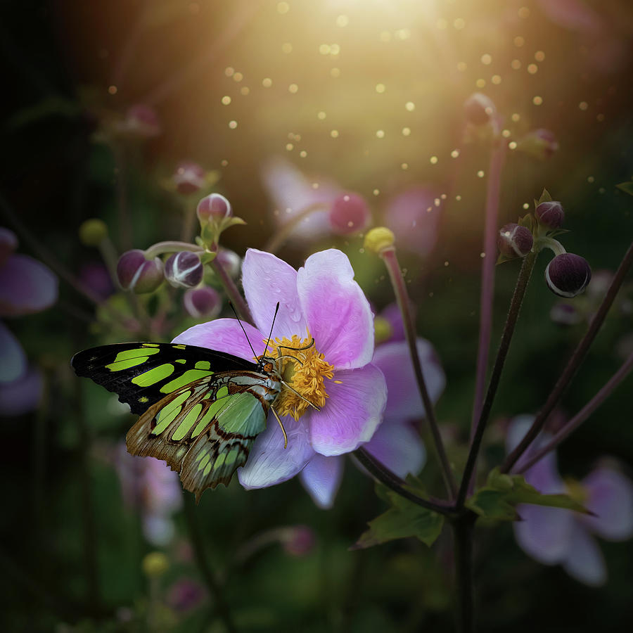 Grape Leaf Anemone and Malachite Butterfly from Flowers and Butterfly Collection Photograph by Lily Malor