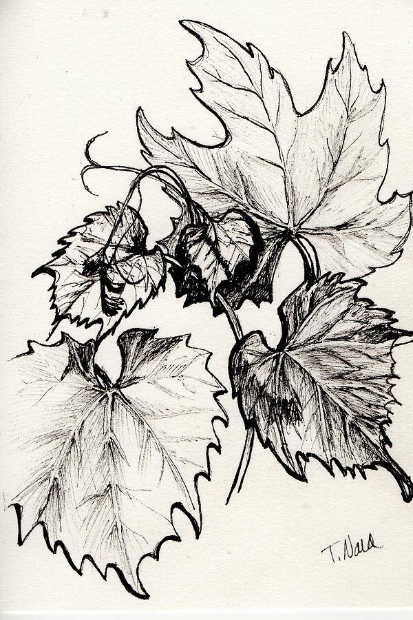 Grape Leaves in Ink Drawing by Tammy Nara
