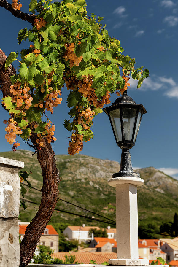 Grapes and Lamp Photograph by Craig A Walker