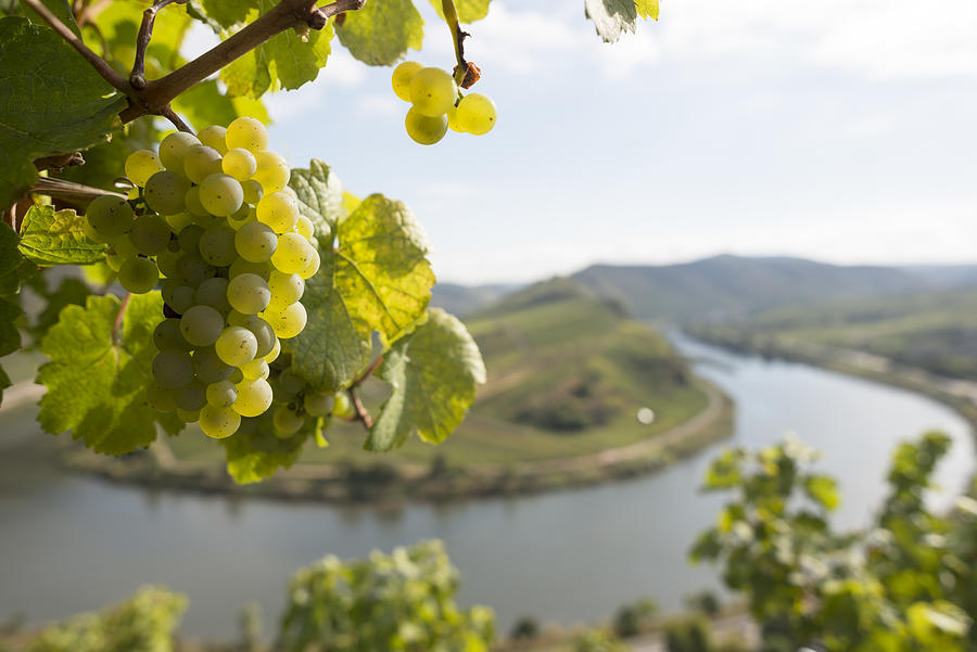 Grape, Moselle Loop, Mosel, Moselschleife, Bremm, Germany. Photograph by Am-c