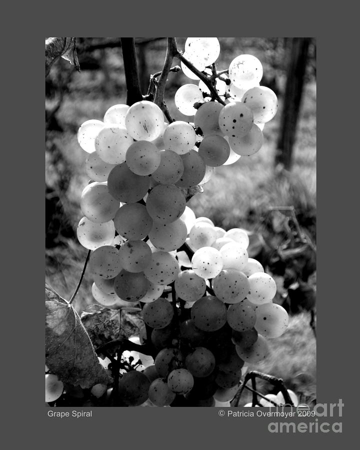 Grape Spiral - GS Photograph by Patricia Overmoyer