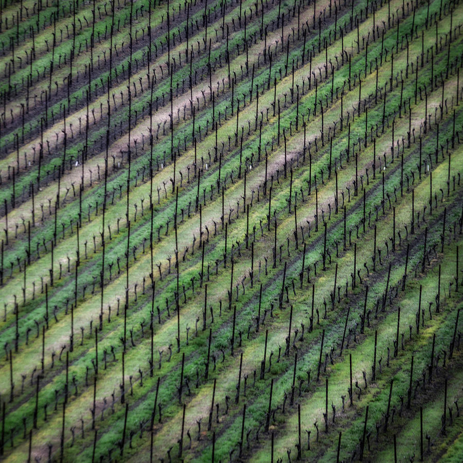 Grape stakes, Hicks Valley Photograph by Donald Kinney Grape stakes, Hicks Valley Photograph by Donald Kinney
