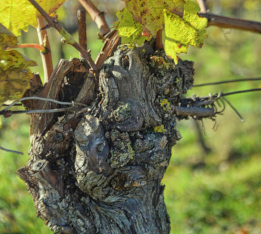 Grape Vine And Trunk In Autumn Photograph