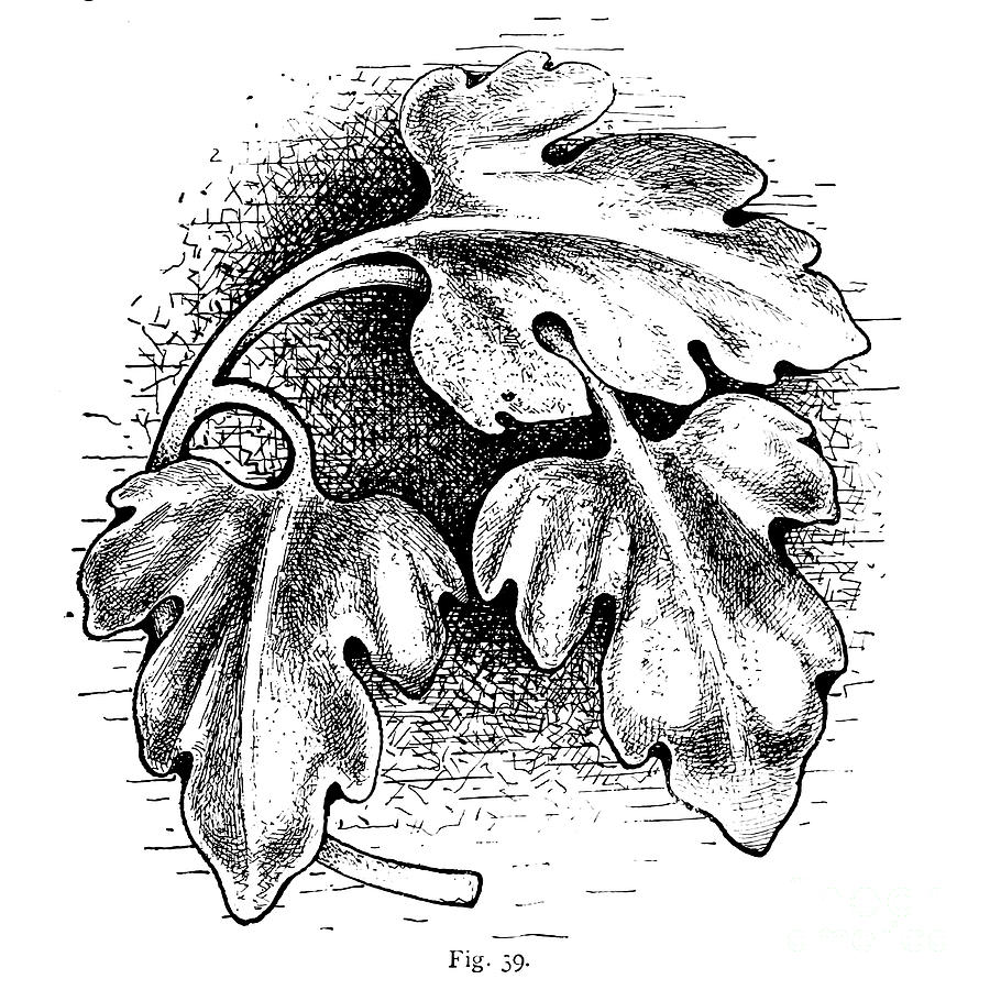 Grape vine leaf and leafs r3 Drawing by Historic Illustrations - Fine ...