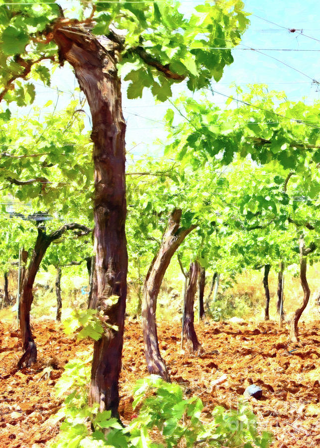 Grape Vine Trees Photograph by Munir Alawi