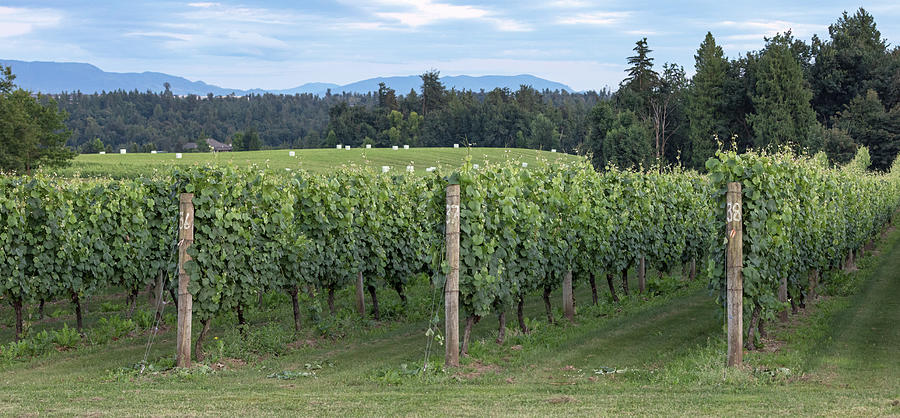 Grape Vines at the Mount Lehman Winery Photograph by Michael Russell