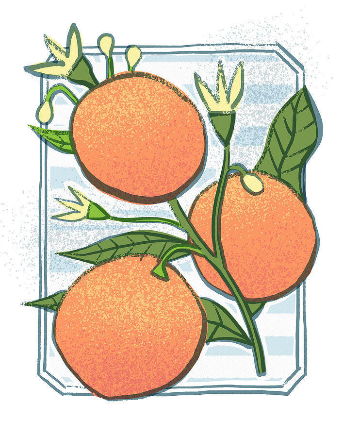 Grapefruit Bistro Citrus Botanical Art - Art by Jen Montgomery Painting by Jen Montgomery