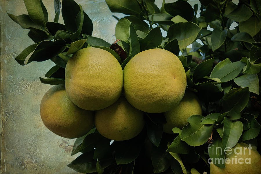 Grapefruit Photograph by Elaine Teague Grapefruit Photograph by Elaine Teague