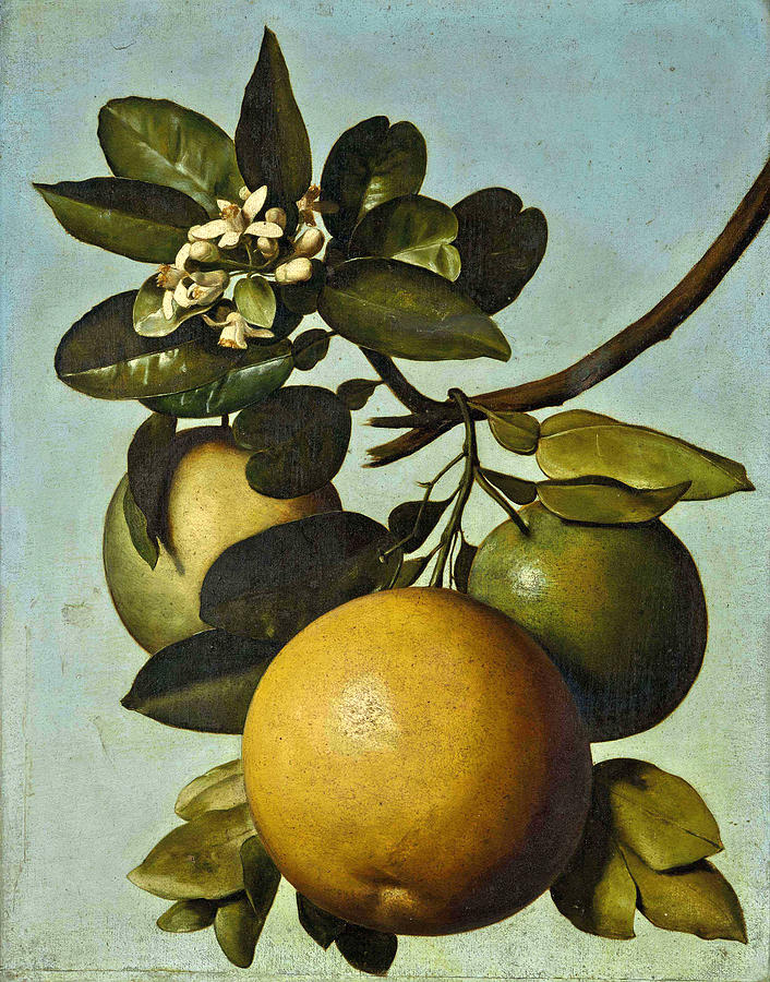 Grapefruit study Painting by Michel Garnier