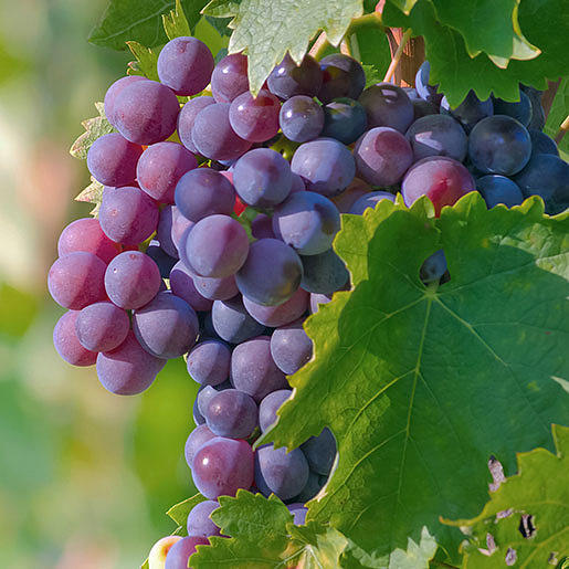 Grape Photograph - Grapes #2 by Tyrone Johnson
