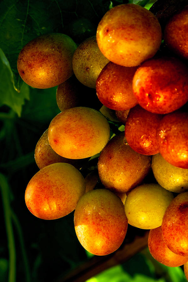 Grapes California State University Fresno USA Photograph by Gary McJimsey