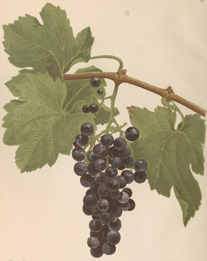 grapes from the Gironde and the South West by Daurel Joseph 3 Painting