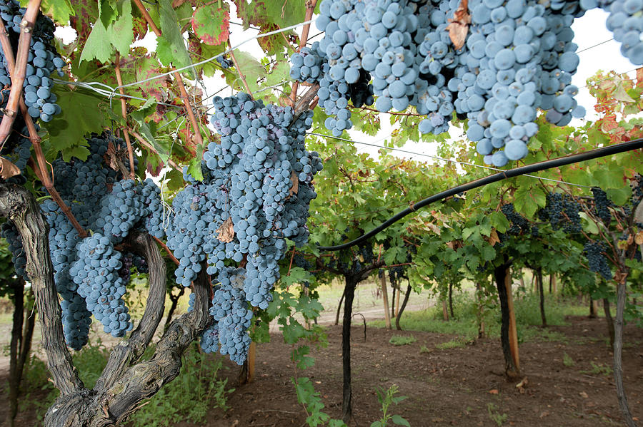 Grapes Hanging In A Vineyad In Salento, Italy Photograph