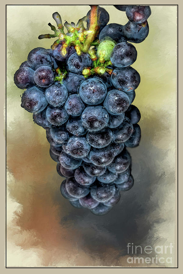 Grapes Digital Art by Jim Hatch