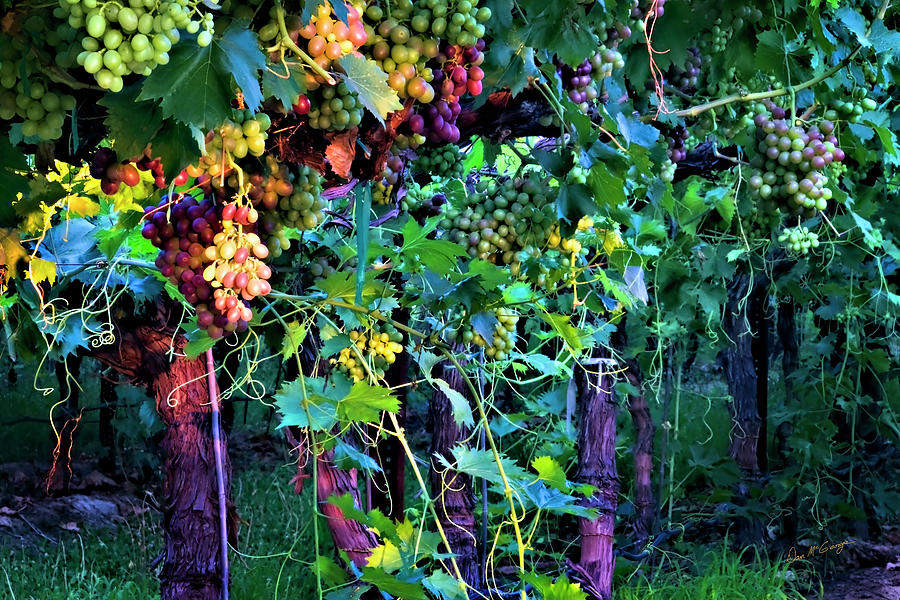 Grapes of Summer Photograph by Dan McGeorge