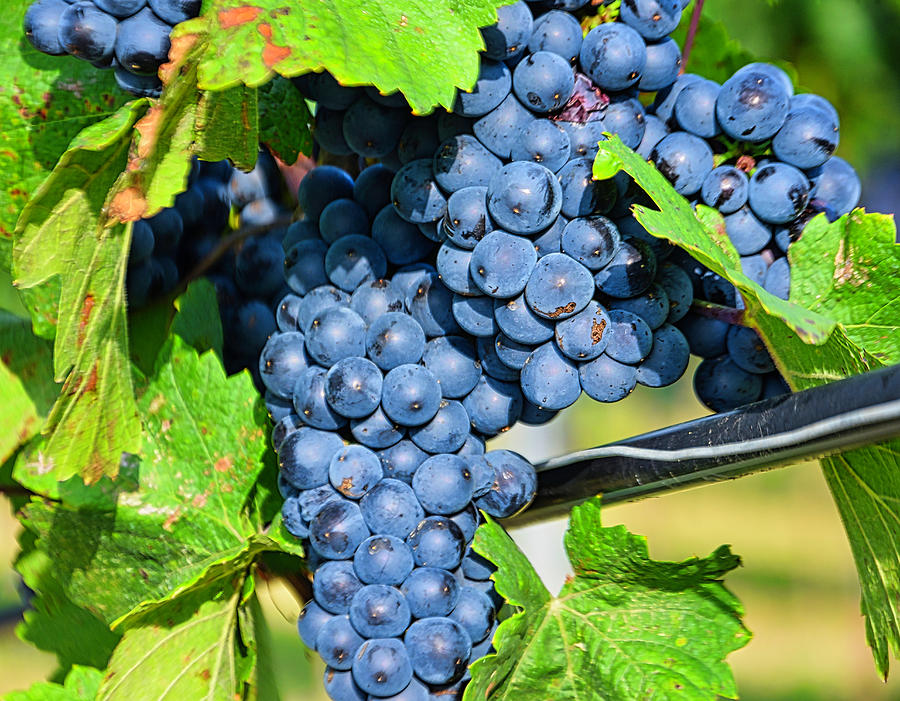 Grapes On A Vine Photograph