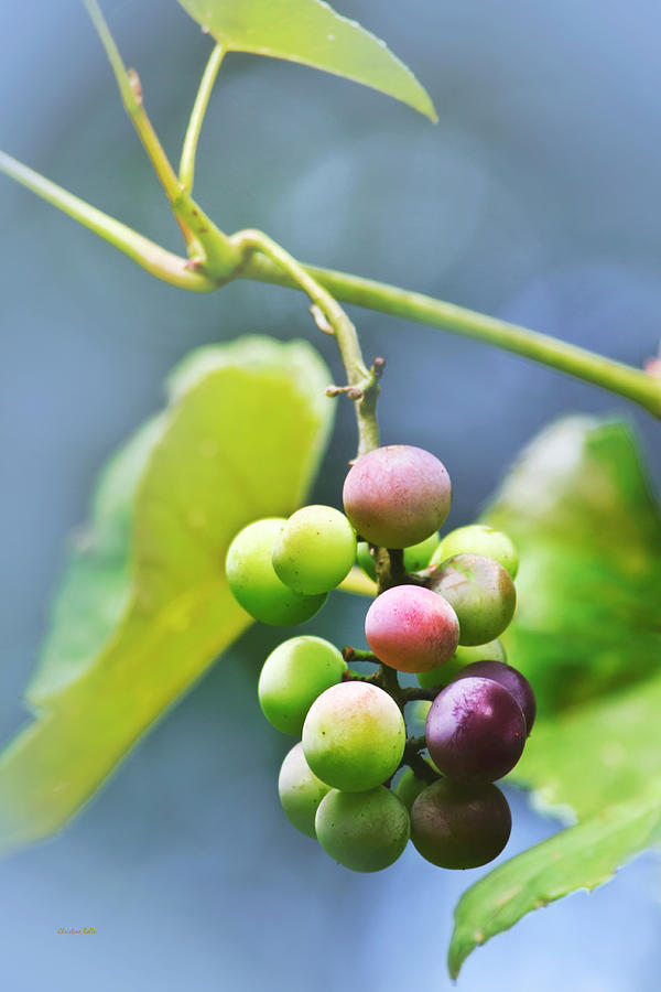 Grapes On The Vine Photograph by Christina Rollo