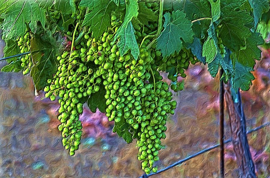 Grapes On The Vine Digital Art by David Desautel