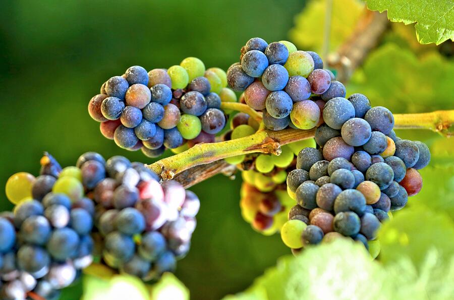 Grapes On The Vine Photograph by DJ Florek