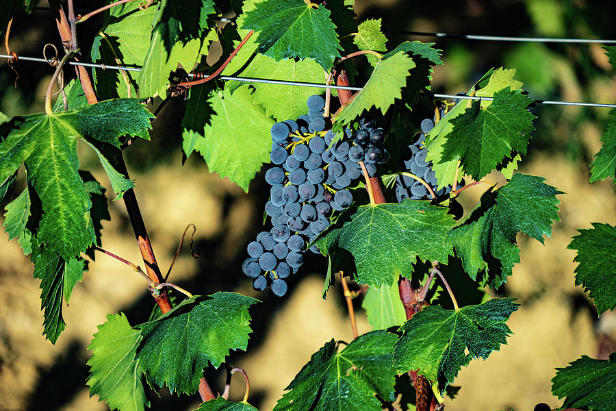 Grapes on the vine Photograph by Marian Tagliarino