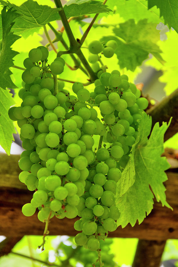 Grapes on the vine Photograph by Steev Stamford