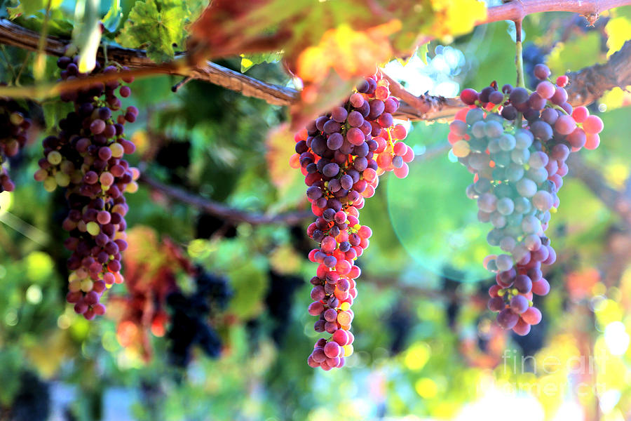 Grapes on the Vine Photograph by Vivian Krug Cotton