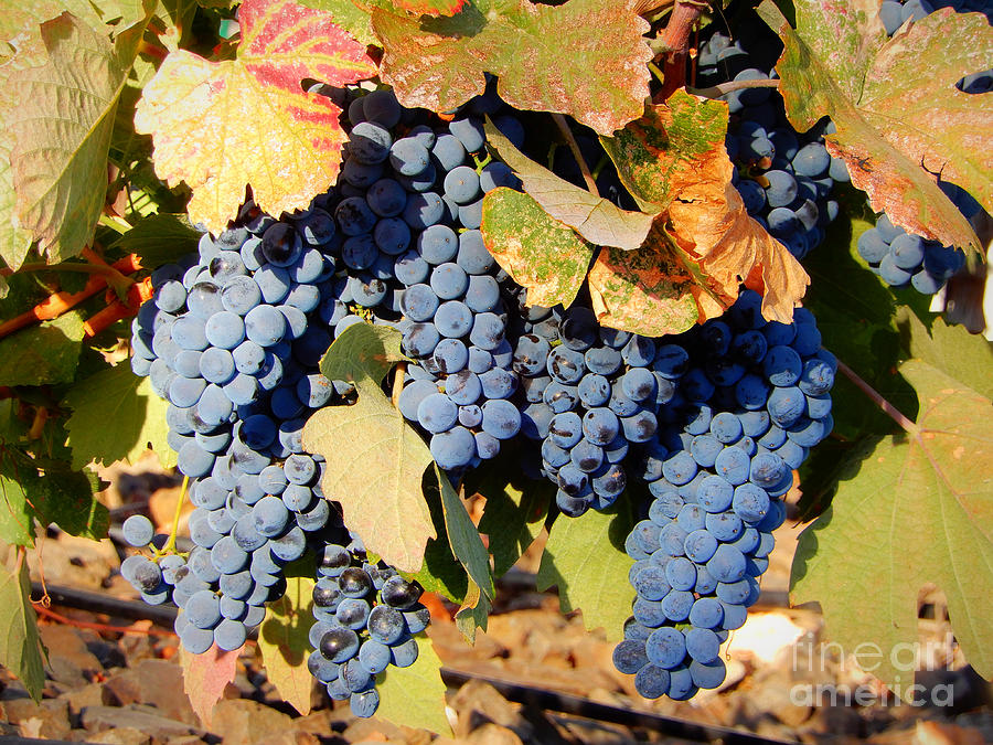 Grapes on the Vine with Colorful Leaves Photograph by Carol Groenen