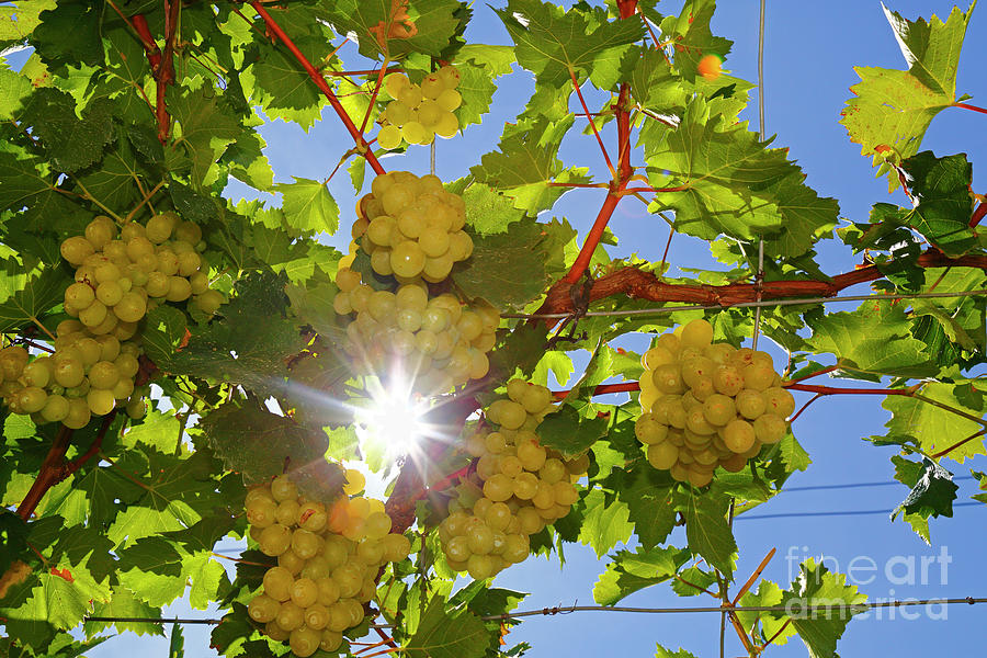 Grapes on vine and sunstar Photograph by James Brunker