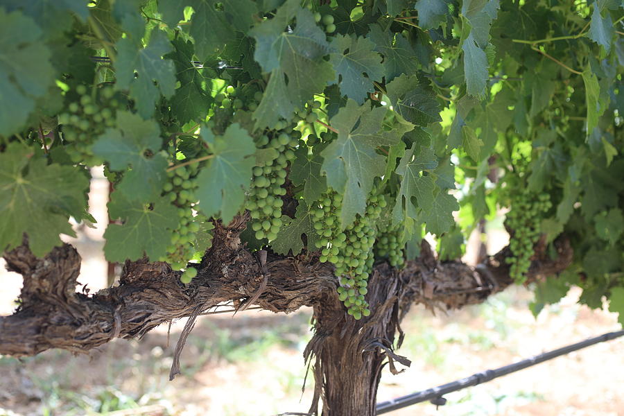 Grapes on Vine Photograph by Naomi Wittlin