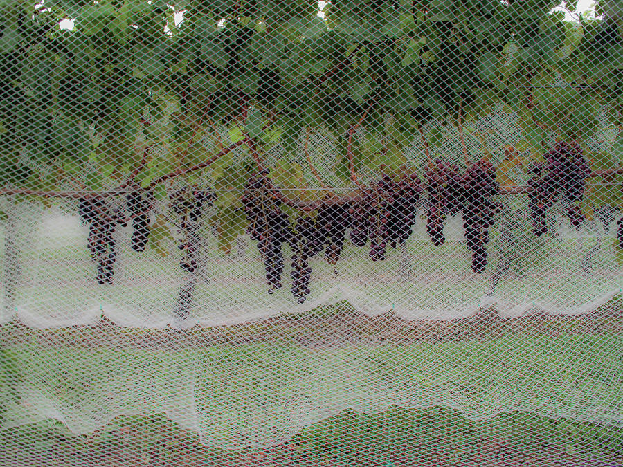 Grapes under netting Photograph by Steve Gravano
