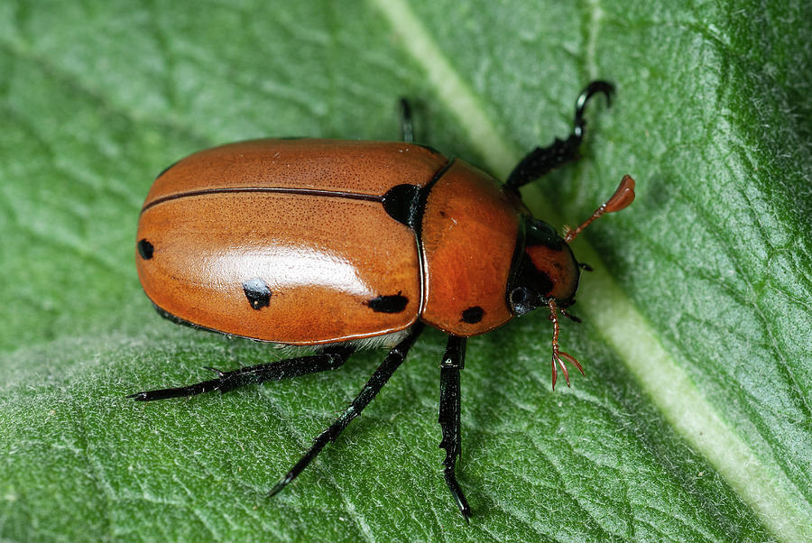 Grapevine Beetle Pelidnota punctata 2554 Photograph by Stan Gregg - Pixels