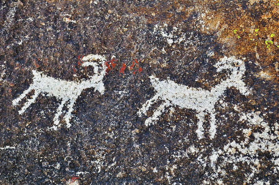 Grapevine Canyon Bighorn Sheep Petroglyph Photograph by Kyle Hanson ...