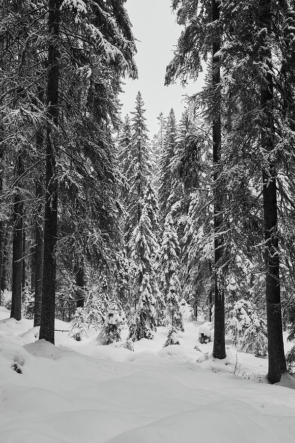 Graphical landscape of the forest in winter Photograph by Jouko Lehto