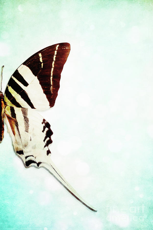 Graphium Androcles Swordtail Swallowtail over Blue Photograph by Stephanie Frey